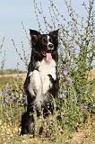 BORDER COLLIE 384